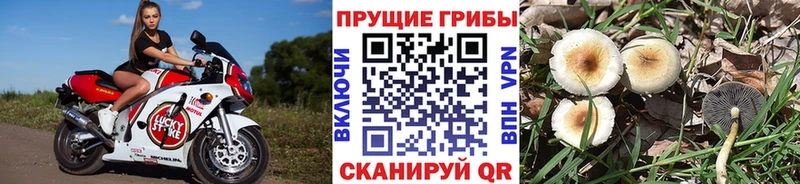 дарк нет как зайти  цены   Апшеронск  Галлюциногенные грибы Cubensis 